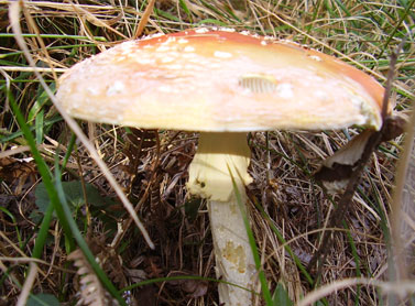 Cercatori di Funghi